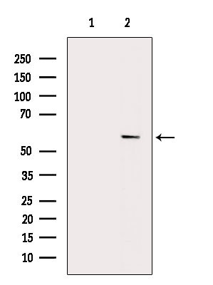 Phospho-IRF3 (Ser386) Antibody in Western Blot (WB)