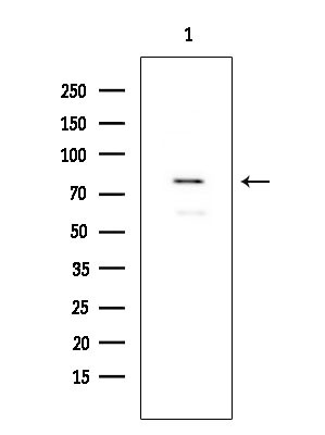 FOXP1 Antibody in Western Blot (WB)