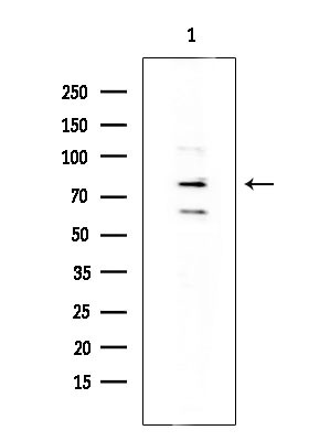 FOXP1 Antibody in Western Blot (WB)