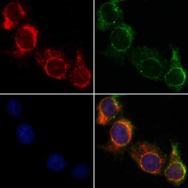 NDUFA4 Antibody in Immunocytochemistry (ICC/IF)