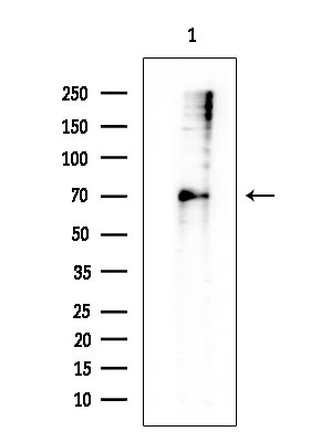 HSP70 Antibody in Western Blot (WB)