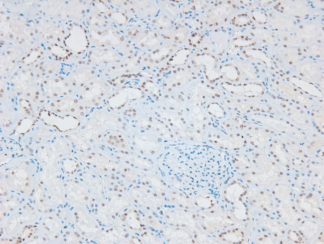 Phospho-eNOS (Ser1179) Antibody in Immunohistochemistry (Paraffin) (IHC (P))