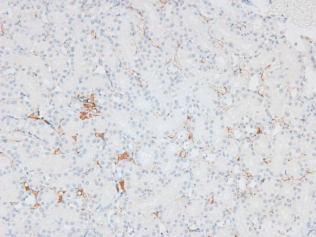 Phospho-eNOS (Ser1179) Antibody in Immunohistochemistry (Paraffin) (IHC (P))