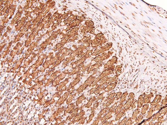 Phospho-Claudin 4 (Tyr208) Antibody in Immunohistochemistry (Paraffin) (IHC (P))