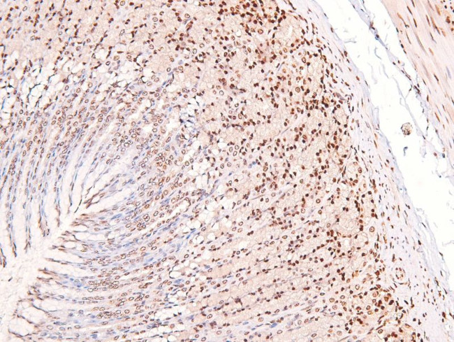 Phospho-CUX1 (Ser1215) Antibody in Immunohistochemistry (Paraffin) (IHC (P))