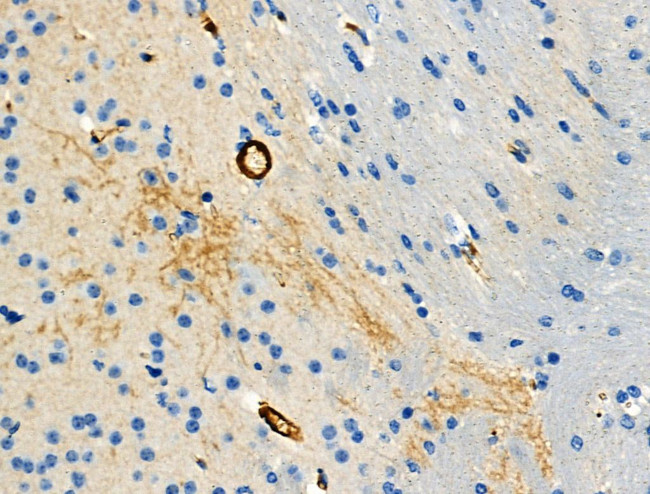 Phospho-MBP (Thr232) Antibody in Immunohistochemistry (Paraffin) (IHC (P))