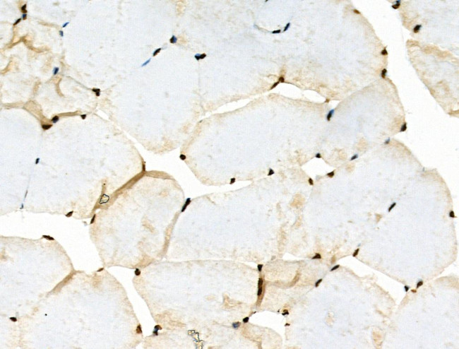 Phospho-MUC1 (Ser1227) Antibody in Immunohistochemistry (Paraffin) (IHC (P))