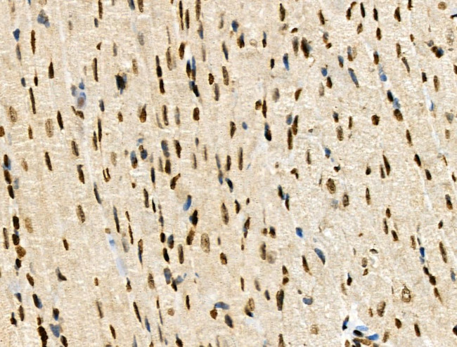 Phospho-MUC1 (Ser1227) Antibody in Immunohistochemistry (Paraffin) (IHC (P))