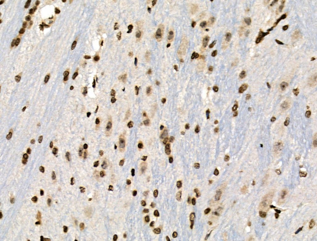 Phospho-MUC1 (Ser1227) Antibody in Immunohistochemistry (Paraffin) (IHC (P))