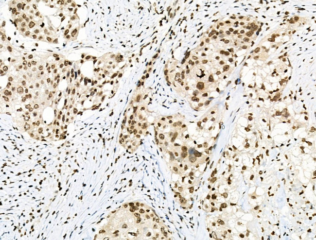 Phospho-MUC1 (Ser1227) Antibody in Immunohistochemistry (Paraffin) (IHC (P))