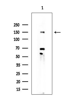 Phospho-MUC1 (Ser1227) Antibody in Western Blot (WB)