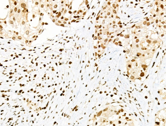 Phospho-PDX1 (Ser66) Antibody in Immunohistochemistry (Paraffin) (IHC (P))