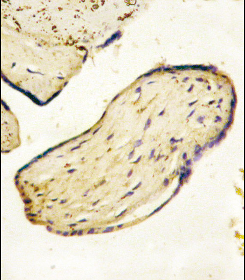 CD73 Antibody in Immunohistochemistry (Paraffin) (IHC (P))