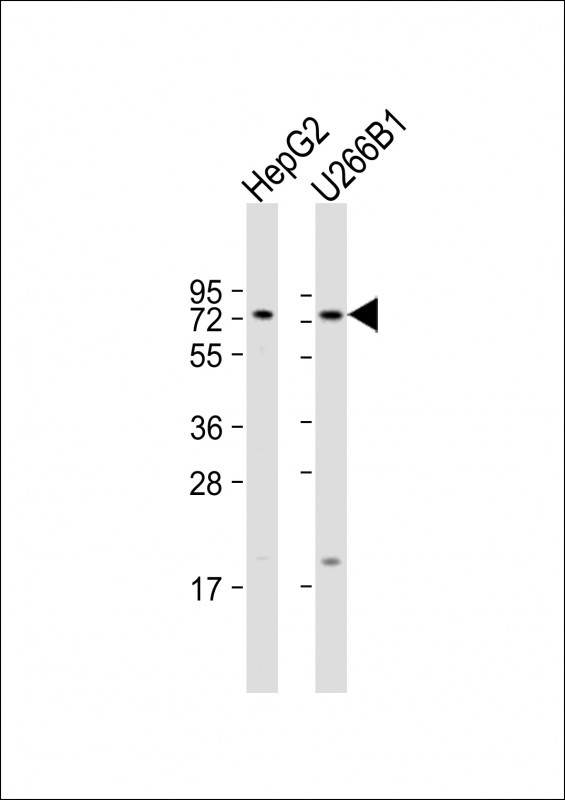 CD73 Antibody in Western Blot (WB)