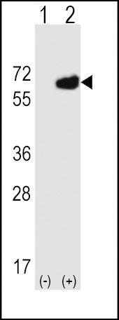 CD73 Antibody in Western Blot (WB)