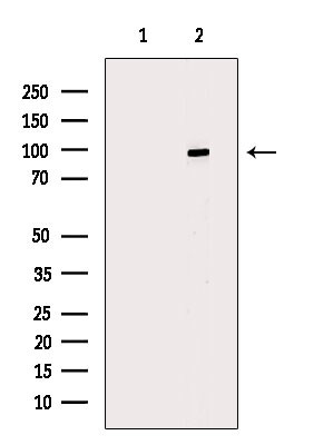 Phospho-Progesterone Receptor (Ser345) Antibody in Western Blot (WB)