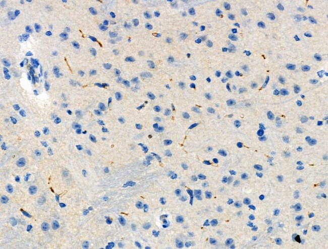 Phospho-Presenilin 1 (Ser353) Antibody in Immunohistochemistry (Paraffin) (IHC (P))