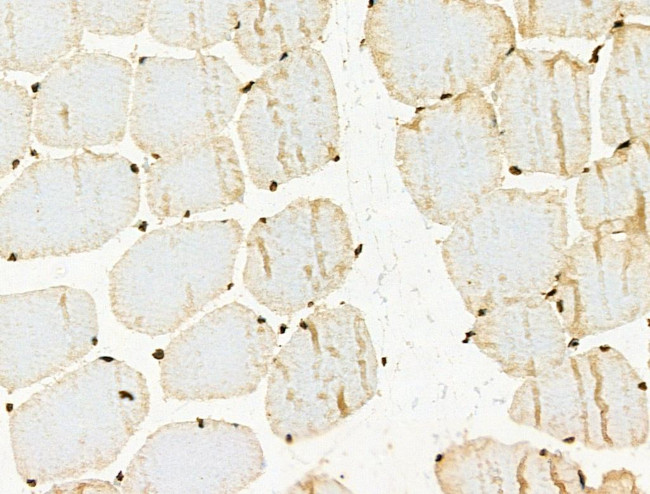 Phospho-XRCC4 (Ser260) Antibody in Immunohistochemistry (Paraffin) (IHC (P))