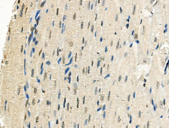 Phospho-XRCC4 (Ser260) Antibody in Immunohistochemistry (Paraffin) (IHC (P))