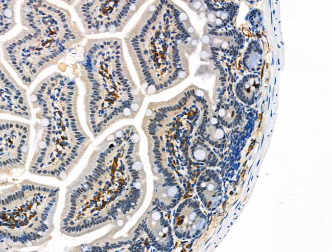 Phospho-HTRA2 (Ser142) Antibody in Immunohistochemistry (Paraffin) (IHC (P))