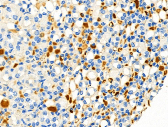 Phospho-C5AR1 (Ser327) Antibody in Immunohistochemistry (Paraffin) (IHC (P))