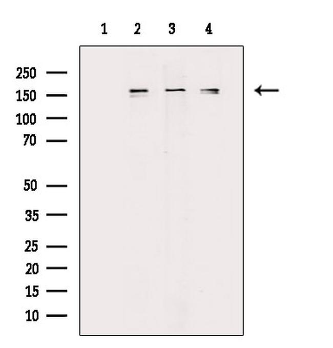 Phospho-TOP2A (Ser1337) Antibody in Western Blot (WB)