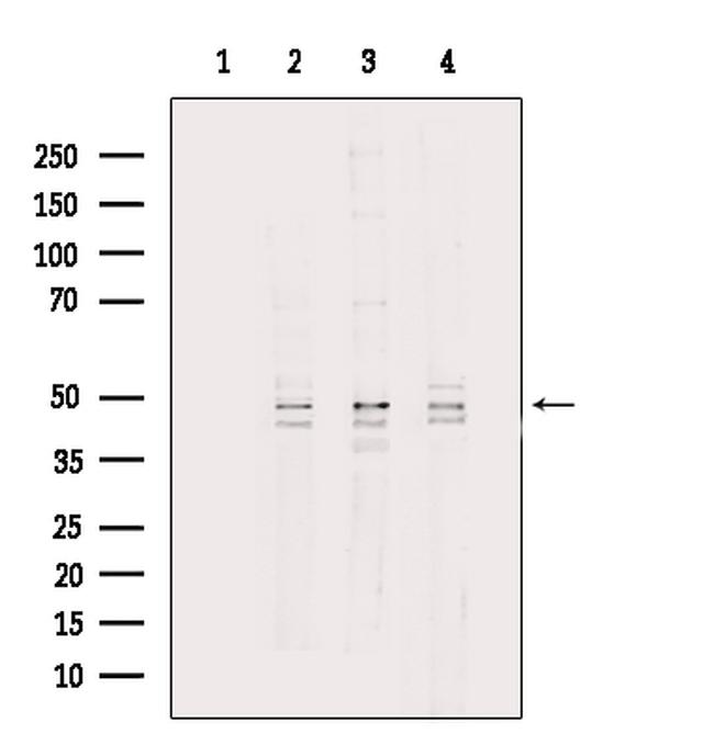 CKMT2 Antibody in Western Blot (WB)