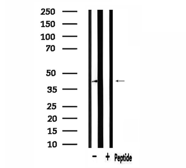 NFYA Antibody in Western Blot (WB)