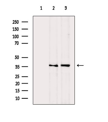 NFYA Antibody in Western Blot (WB)