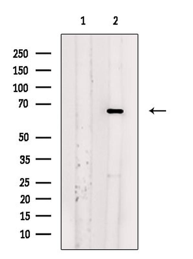 SGOL1 Antibody in Western Blot (WB)