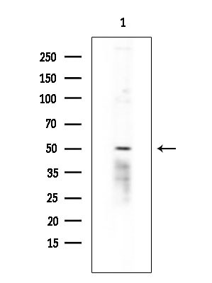 HTR2C Antibody in Western Blot (WB)