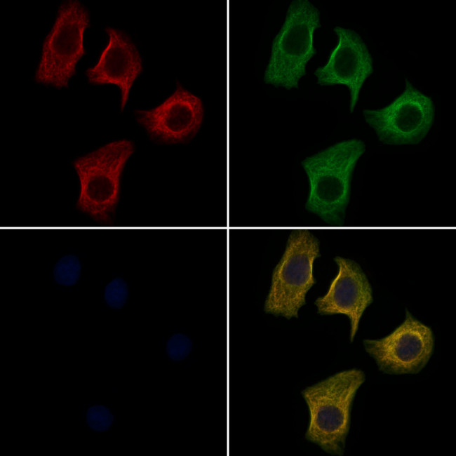 APOA1BP Antibody in Immunocytochemistry (ICC/IF)