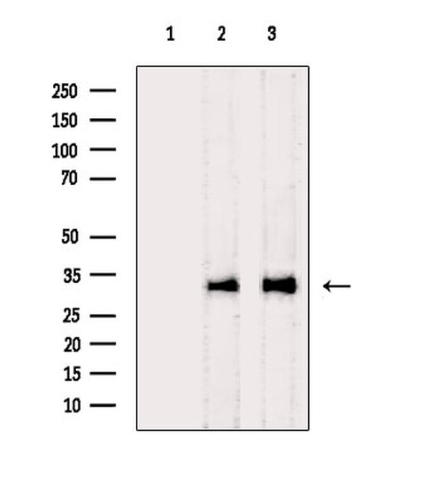 C1QBP Antibody in Western Blot (WB)