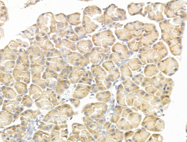 GIPR Antibody in Immunohistochemistry (Paraffin) (IHC (P))