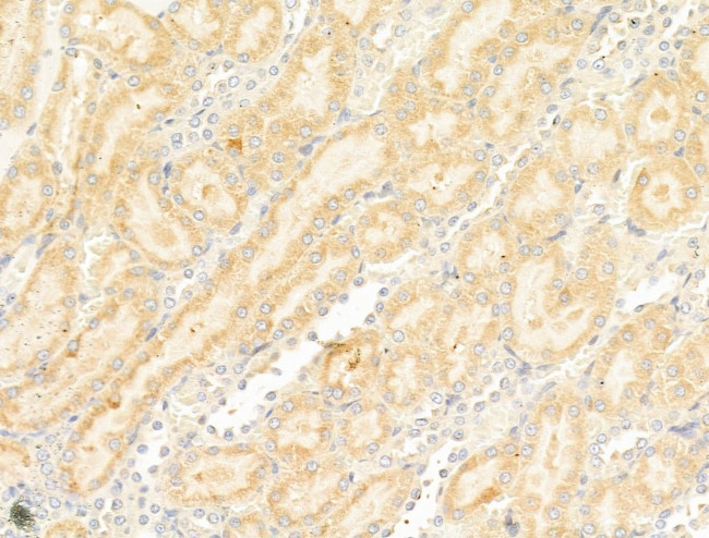 GIPR Antibody in Immunohistochemistry (Paraffin) (IHC (P))