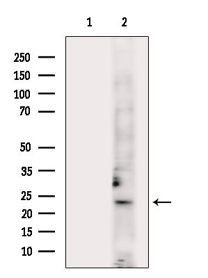 PYCARD Antibody in Western Blot (WB)