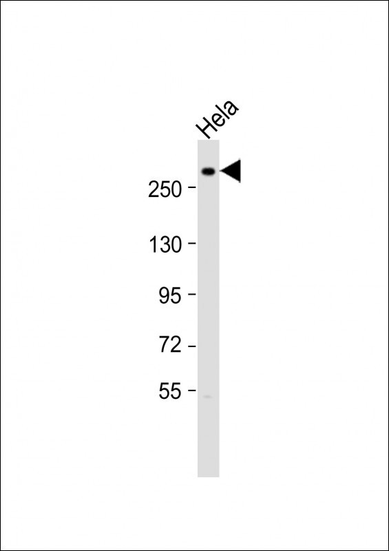 Nestin Antibody in Western Blot (WB)