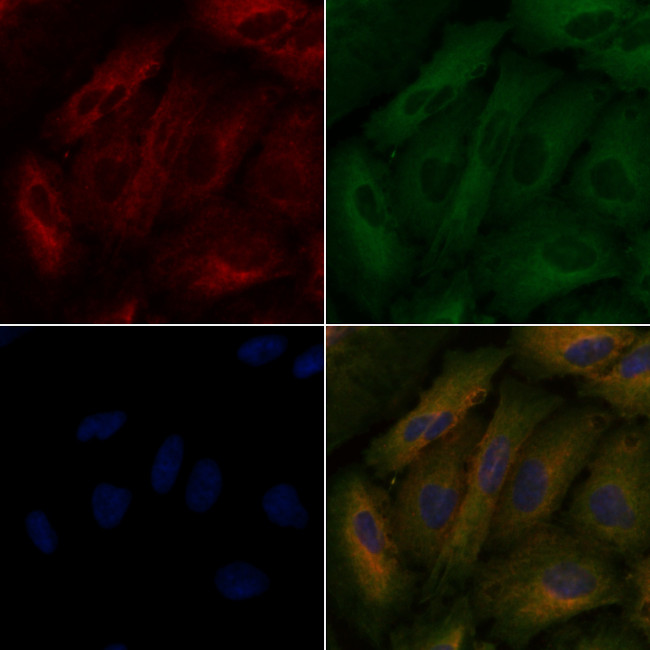 PCK1 Antibody in Immunocytochemistry (ICC/IF)