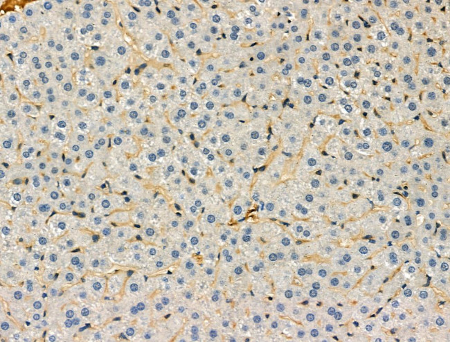 PCK1 Antibody in Immunohistochemistry (Paraffin) (IHC (P))