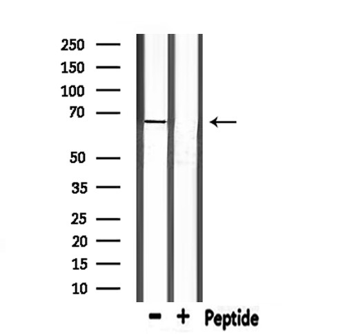 PCK1 Antibody in Western Blot (WB)