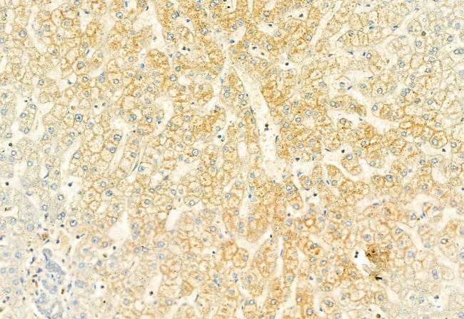 CYP2E1 Antibody in Immunohistochemistry (Paraffin) (IHC (P))