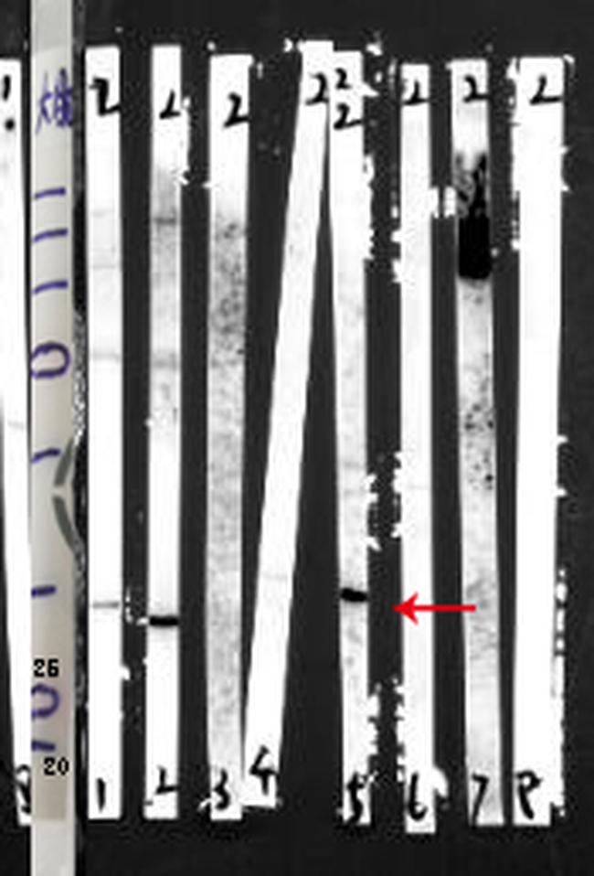 Caspase 4 Antibody in Western Blot (WB)