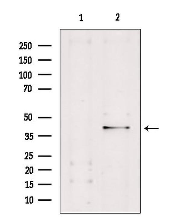 Caspase 4 Antibody in Western Blot (WB)