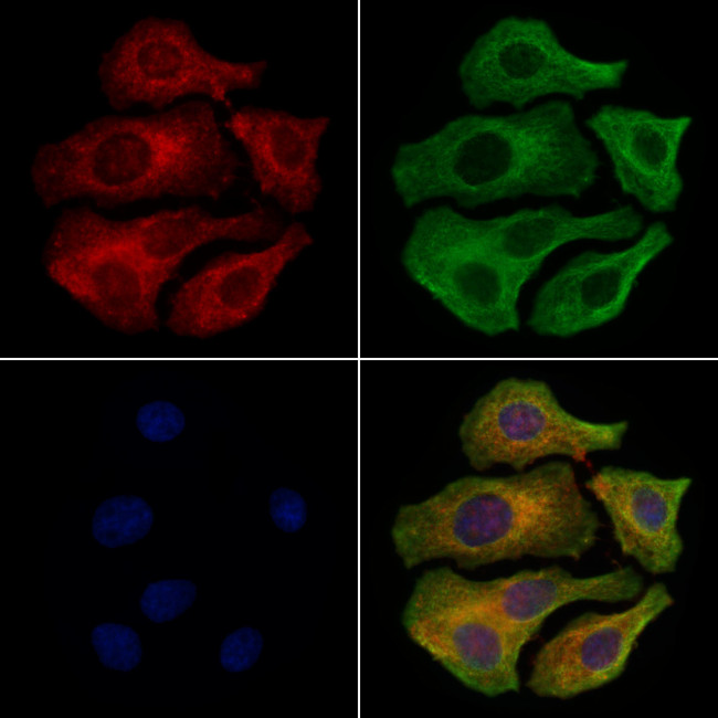 BCAM Antibody in Immunocytochemistry (ICC/IF)