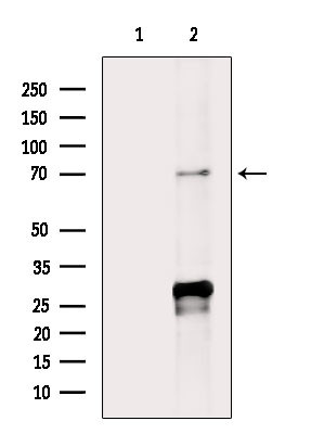 SEMA3A Antibody in Western Blot (WB)