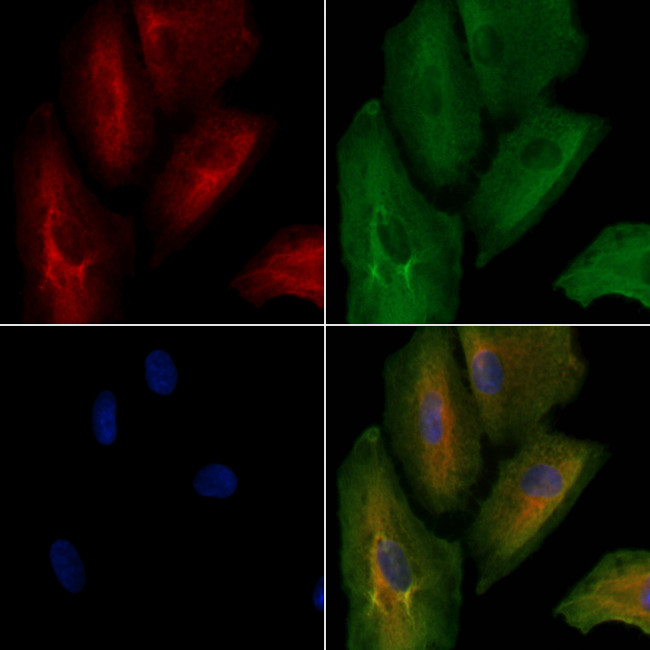 KLHL3 Antibody in Immunocytochemistry (ICC/IF)