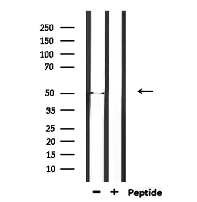 EEF1A2 Antibody in Western Blot (WB)