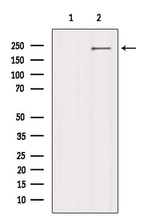 LRP4 Antibody in Western Blot (WB)