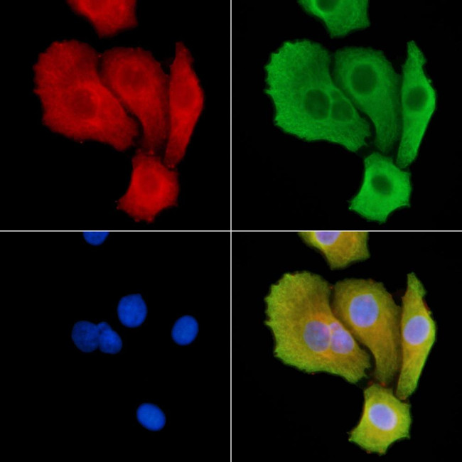 SH3GL3 Antibody in Immunocytochemistry (ICC/IF)