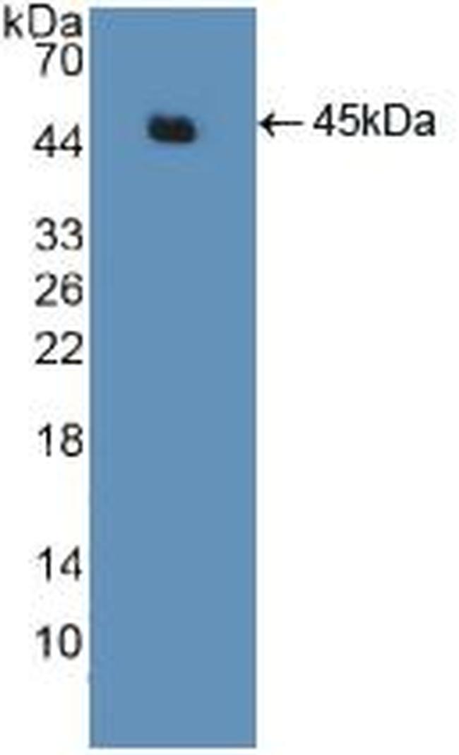 ACTG2 Antibody in Western Blot (WB)